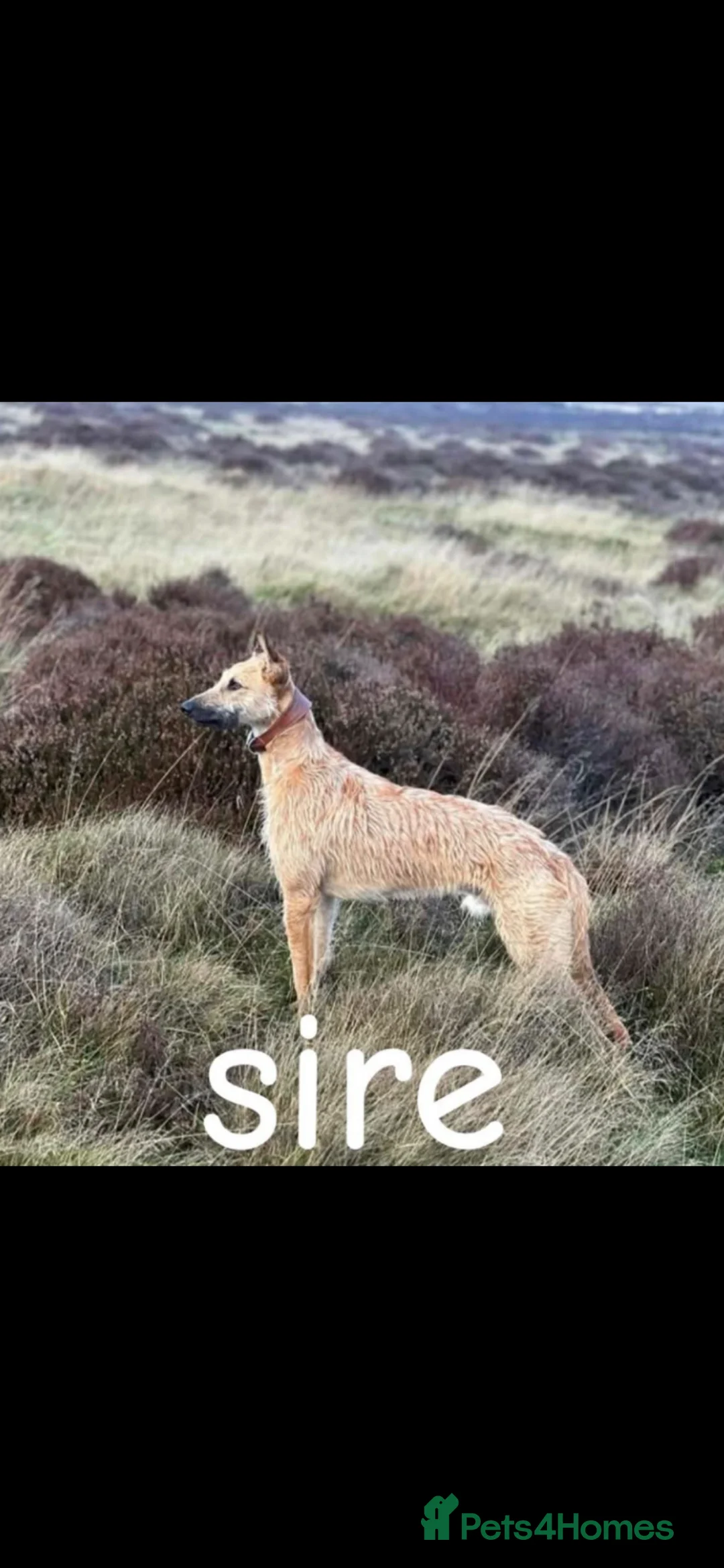 Mixed Breed dogs for sale: Collie Wheaten greyhound pups  - Advert 9