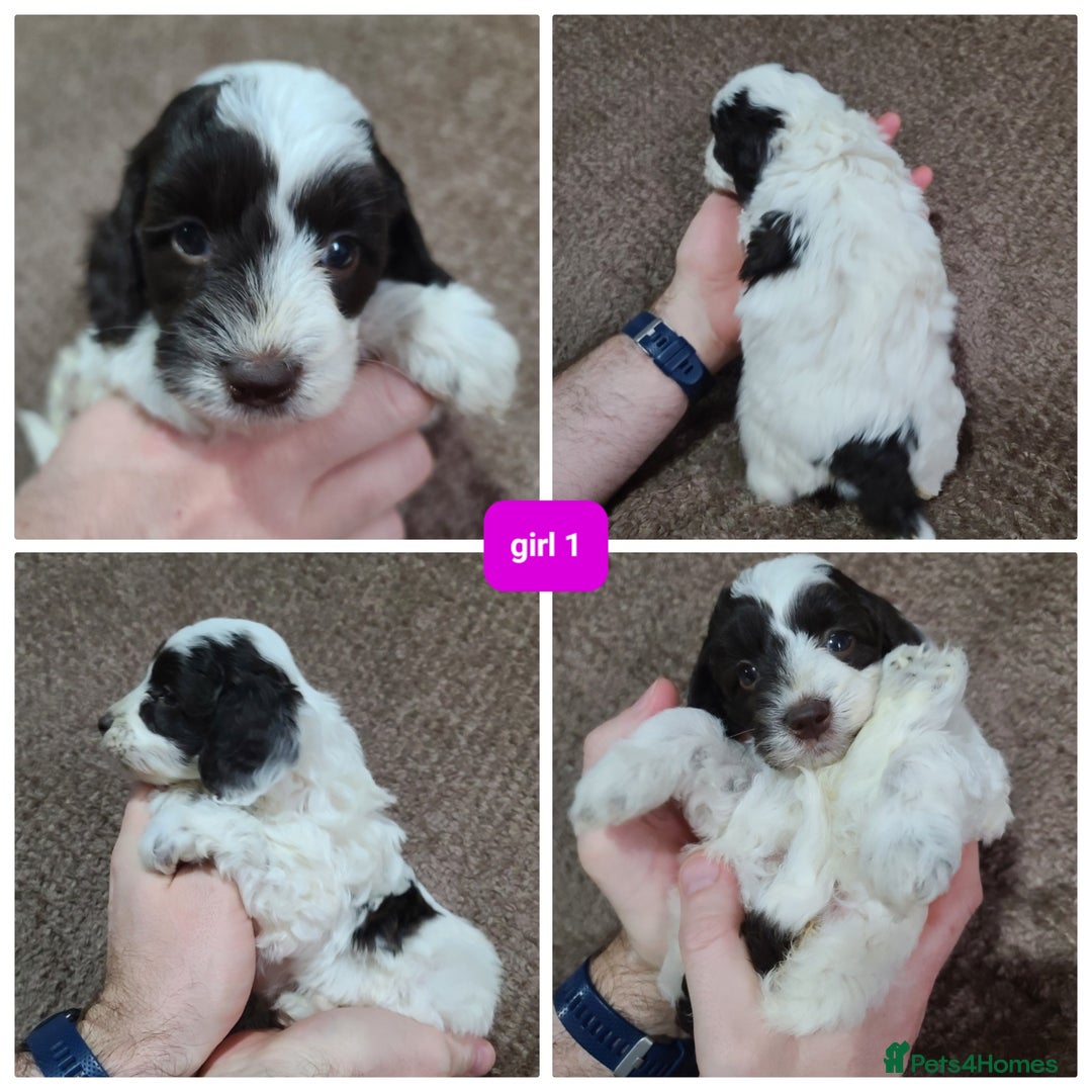 Cavapoo dogs for sale: F1b Cavapoos. Chocolate Parti. HEALTH TESTED - Advert 10