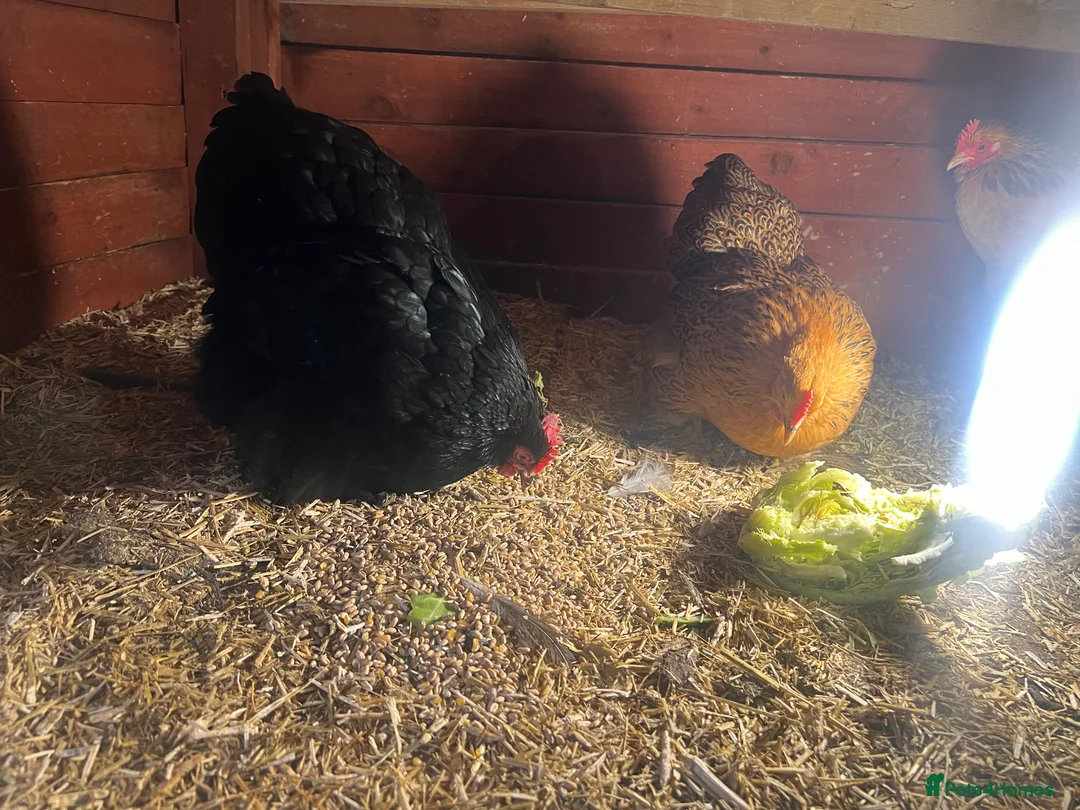 Chickens poultry for sale: Point of lay hens  - Advert 14