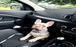 French Bulldog dogs for sale: Our 8 months old luna looking for new home - Advert 4