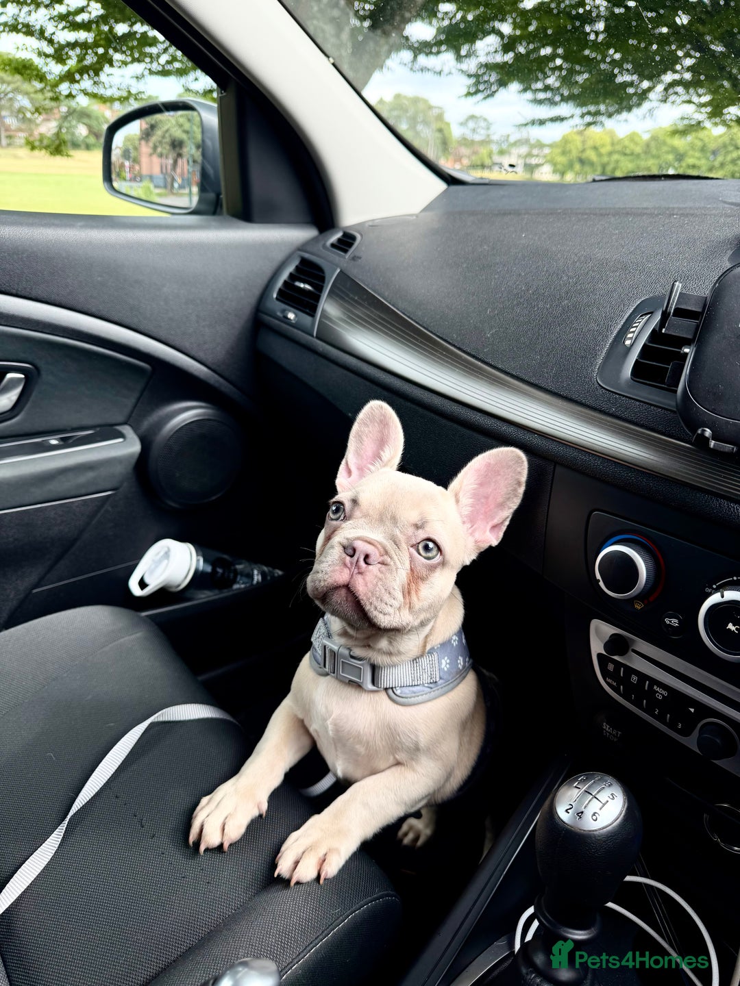 French Bulldog dogs for sale: Our 8 months old luna looking for new home - Advert 4