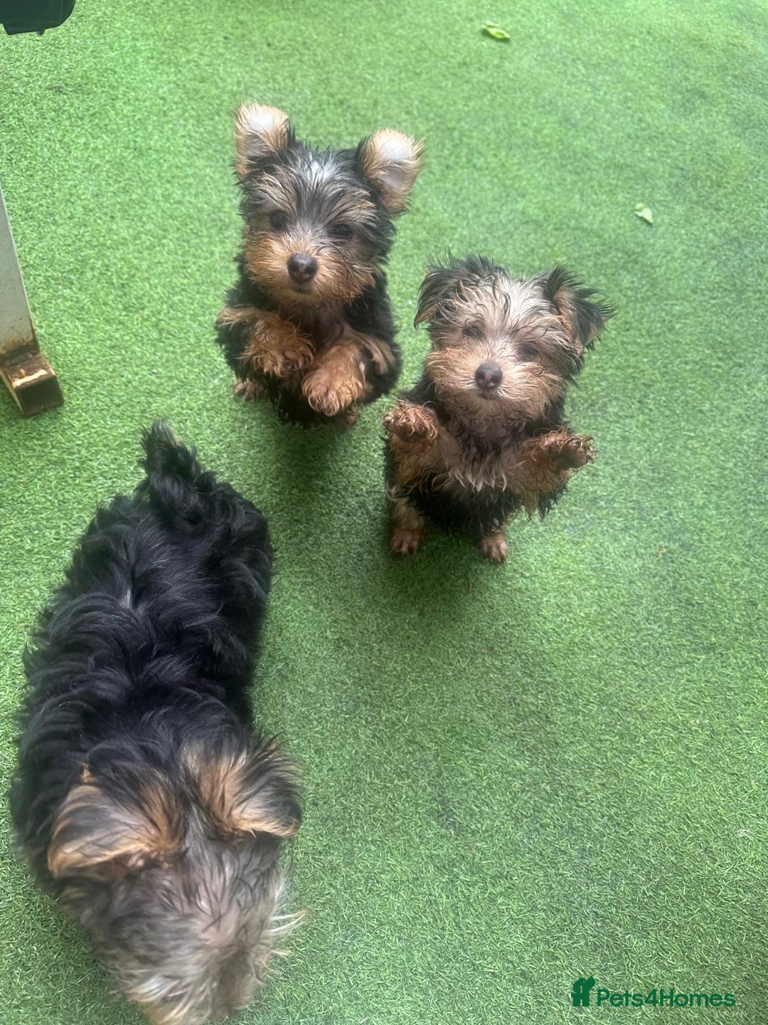 Yorkshire Terrier dogs for sale: Yorkshire terriers 1 boy 3 girls - Advert 23