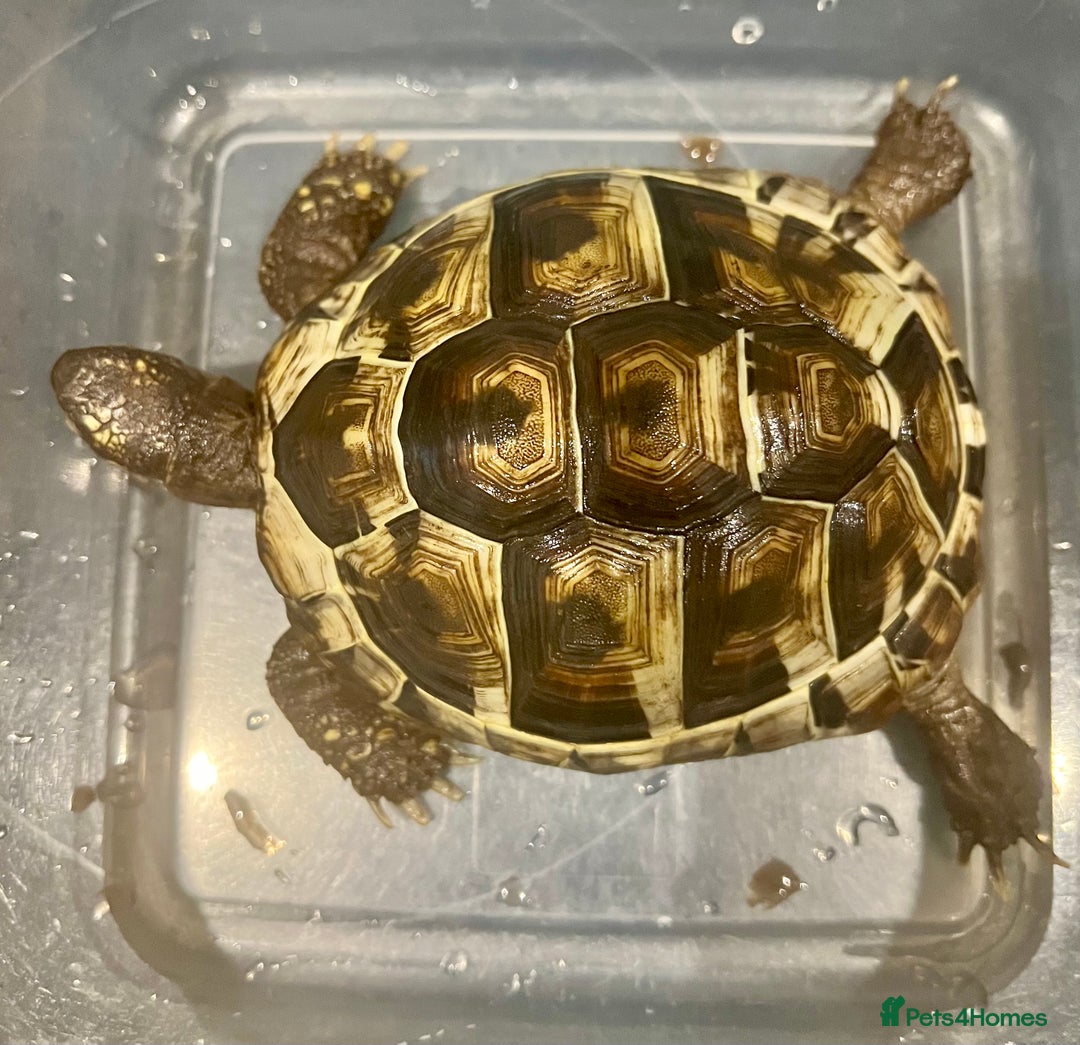 Hermann Tortoise reptiles for sale: Male Hermann’ Tortoise - Advert 2