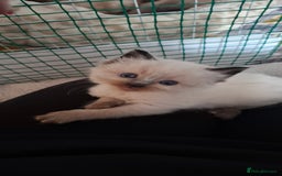 Ragdoll cats for sale: Ragdoll babies  - Image 3