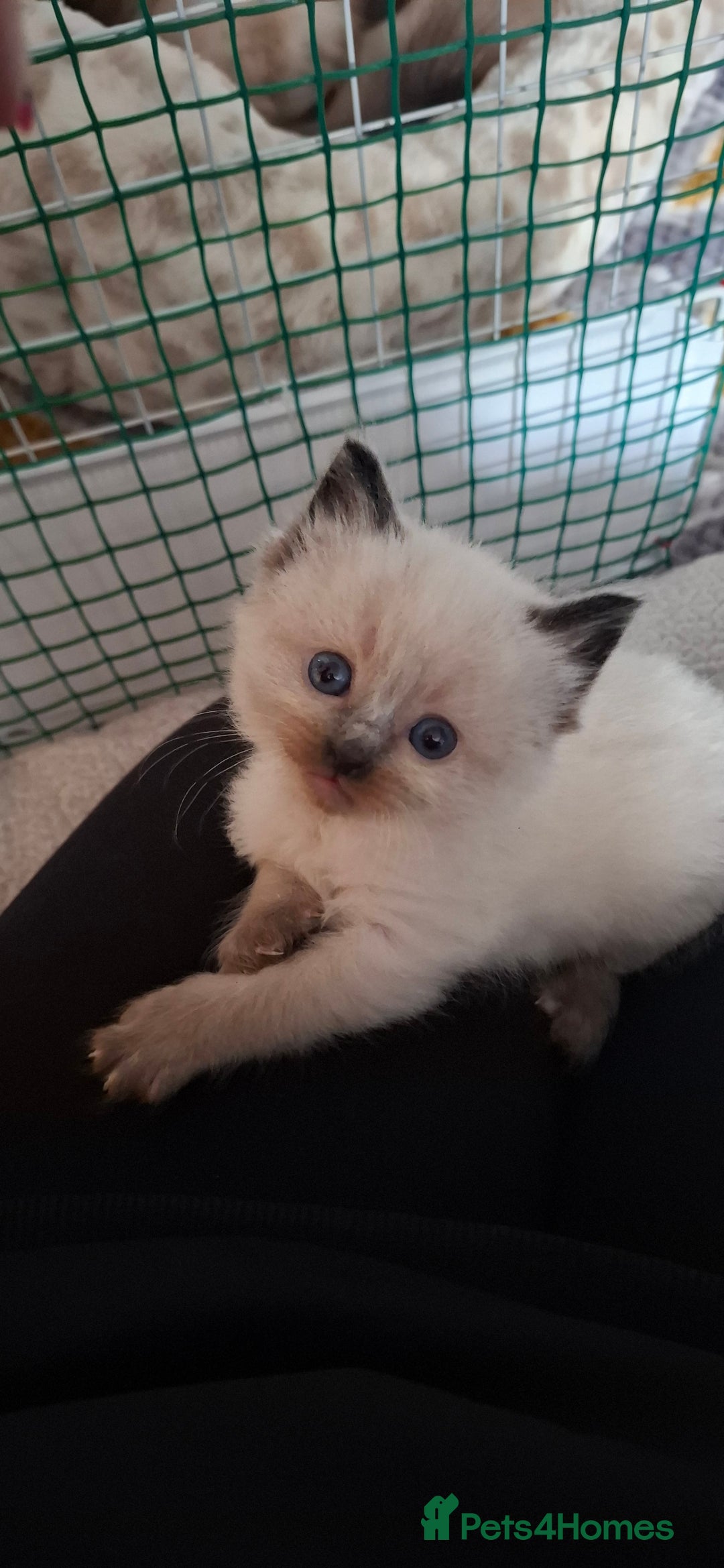 Ragdoll cats for sale: Ragdoll babies  - Image 3