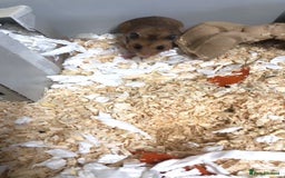 Hamster rodents for sale: Serian hamster  - Image 2