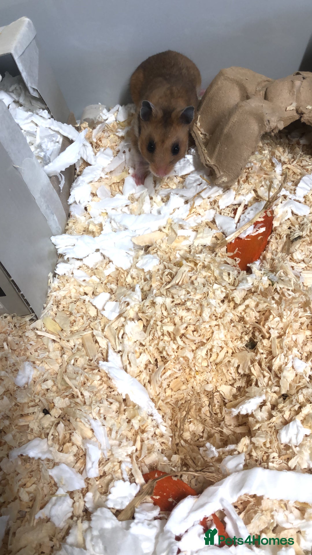 Hamster rodents for sale: Serian hamster  - Image 2