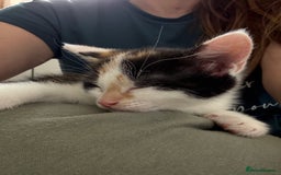 Oriental cats for sale: Sweet Little Calico Baby - Image 2