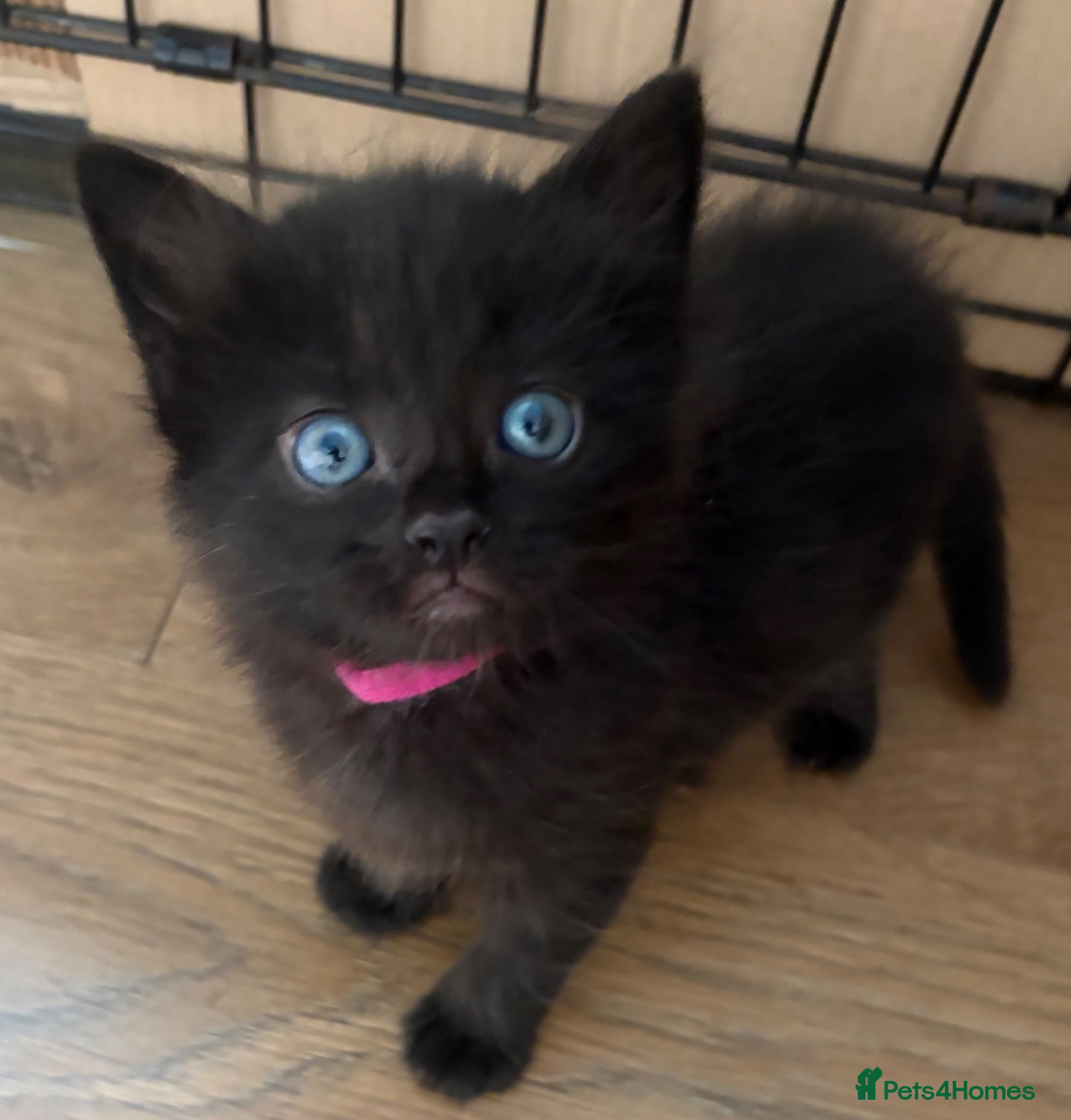 Mixed Breed cats 2 beautiful girls available  - Advert 1
