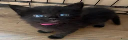 Mixed Breed cats for sale: 2 beautiful girls available  - Advert 1