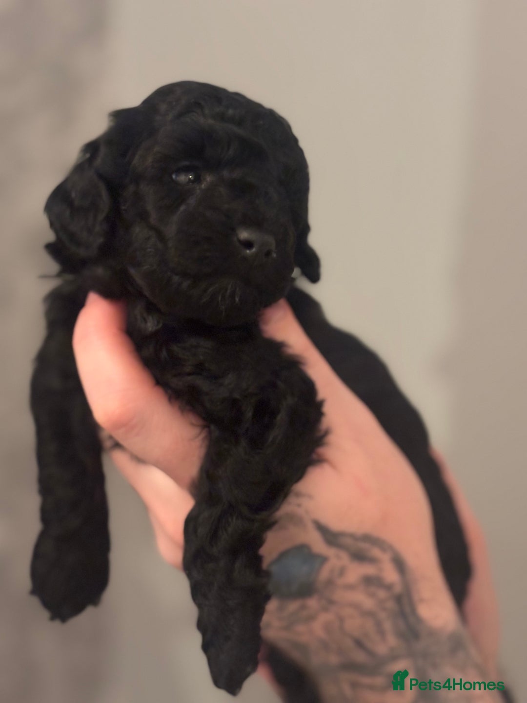 Toy Poodle dogs for sale: Toy poodle puppies *Ready for  ** * - Advert 33