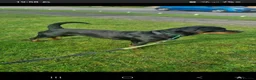 Rottweiler dogs for sale: rottweiler puppies - Advert 11
