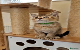 British Shorthair cats for sale:  Super friendly /lap Bsh kittens 2left😍 - Image 6