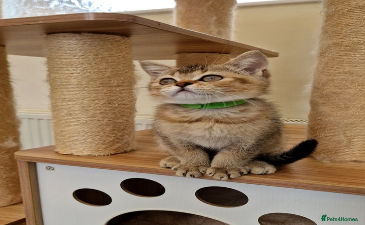 British Shorthair cats - Advert 3