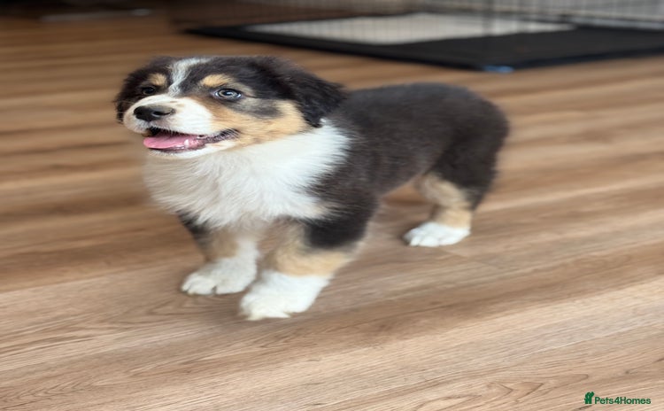 Australian Shepherd dogs - Advert 1