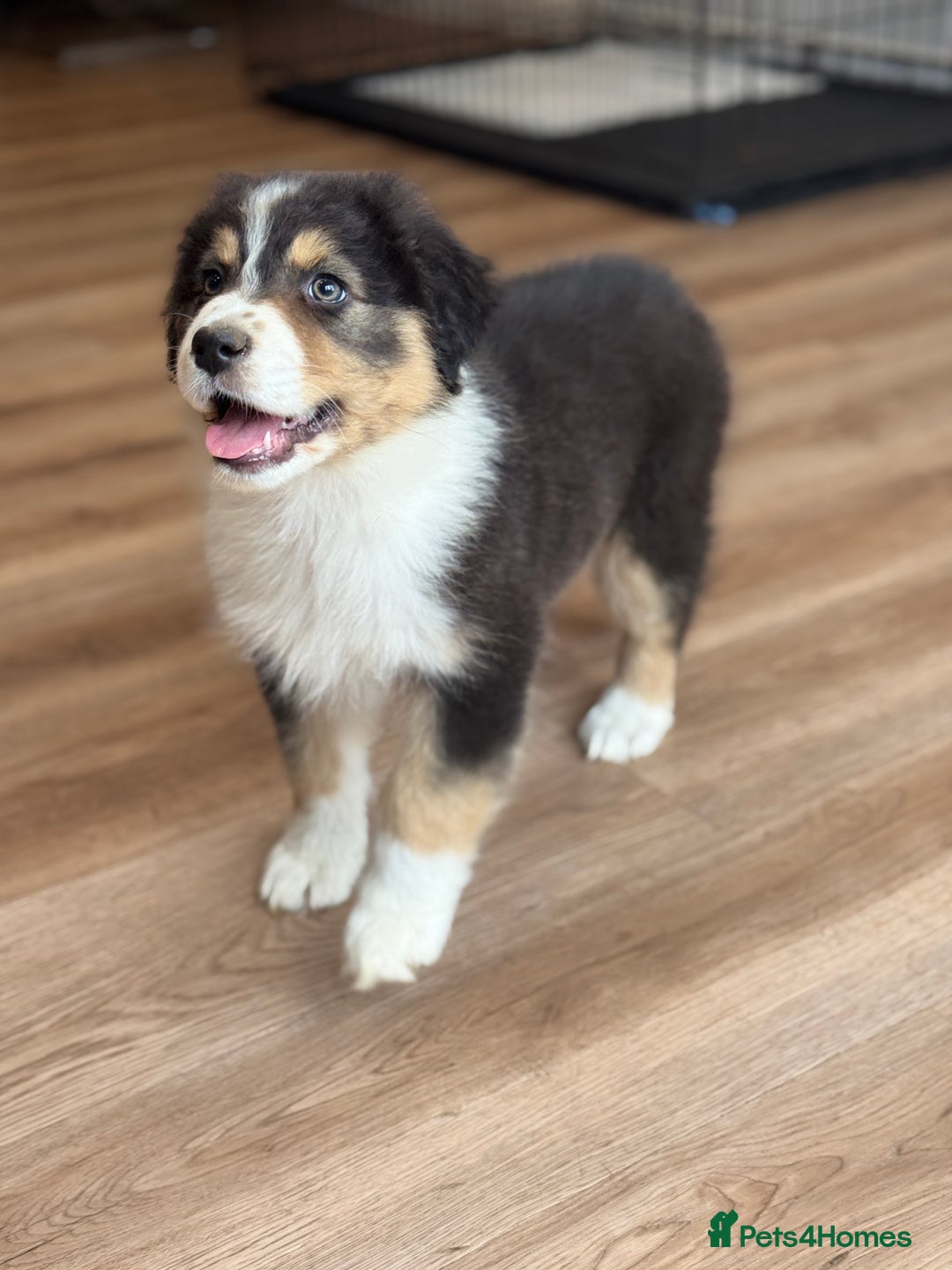 Australian Shepherd dogs for sale: 2 KC registered Australian Shepards remaining! - Image 25