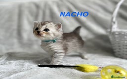 Persian cats for sale: Absolutely Stunning litter of Persian/Ragdolls - Image 16