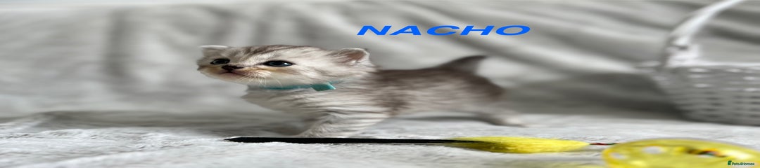 Persian Kitten 3 - Nacho 