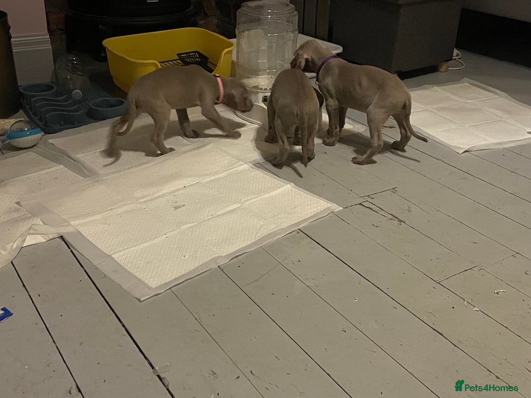 Weimaraner dogs for sale: KC registered Silver puppies - Advert 12