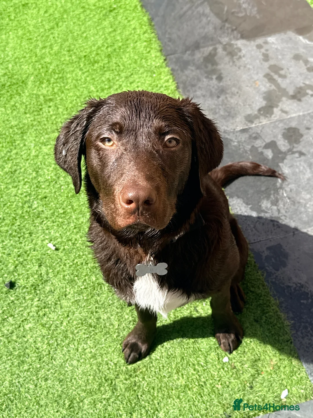 Labrador Retriever dogs for sale: Male Chocolate Labrador - NO TIME WASTERS - Advert 1