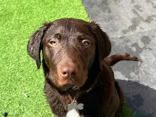 Labrador Retriever dogs Male Chocolate Labrador - NO TIME WASTERS - Advert 7