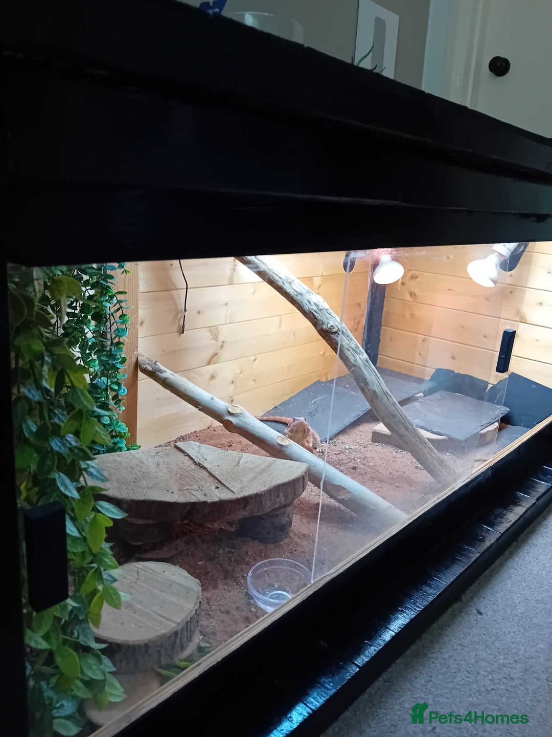 Bearded Dragon reptiles for sale: Bearded dragon and full set up - Image 2