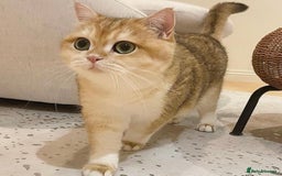 British Shorthair cats for sale: NY25 Golden British Shorthair kitten for sale.  - Image 6