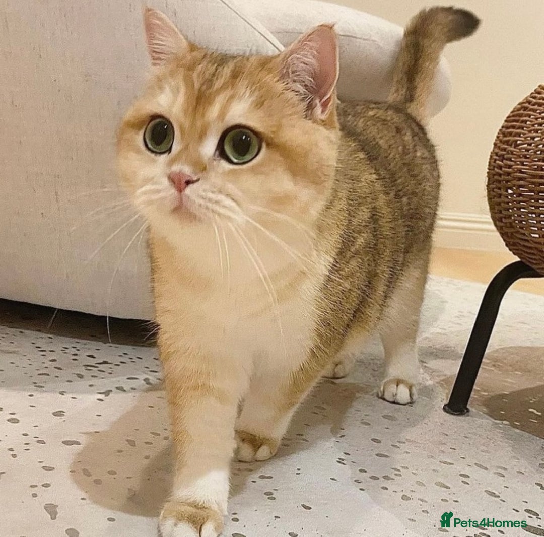 British Shorthair cats for sale: NY25 Golden British Shorthair kitten for sale.  - Image 6