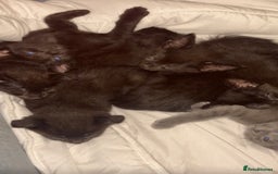 Mixed Breed cats for sale: British shorthair available  - Image 2