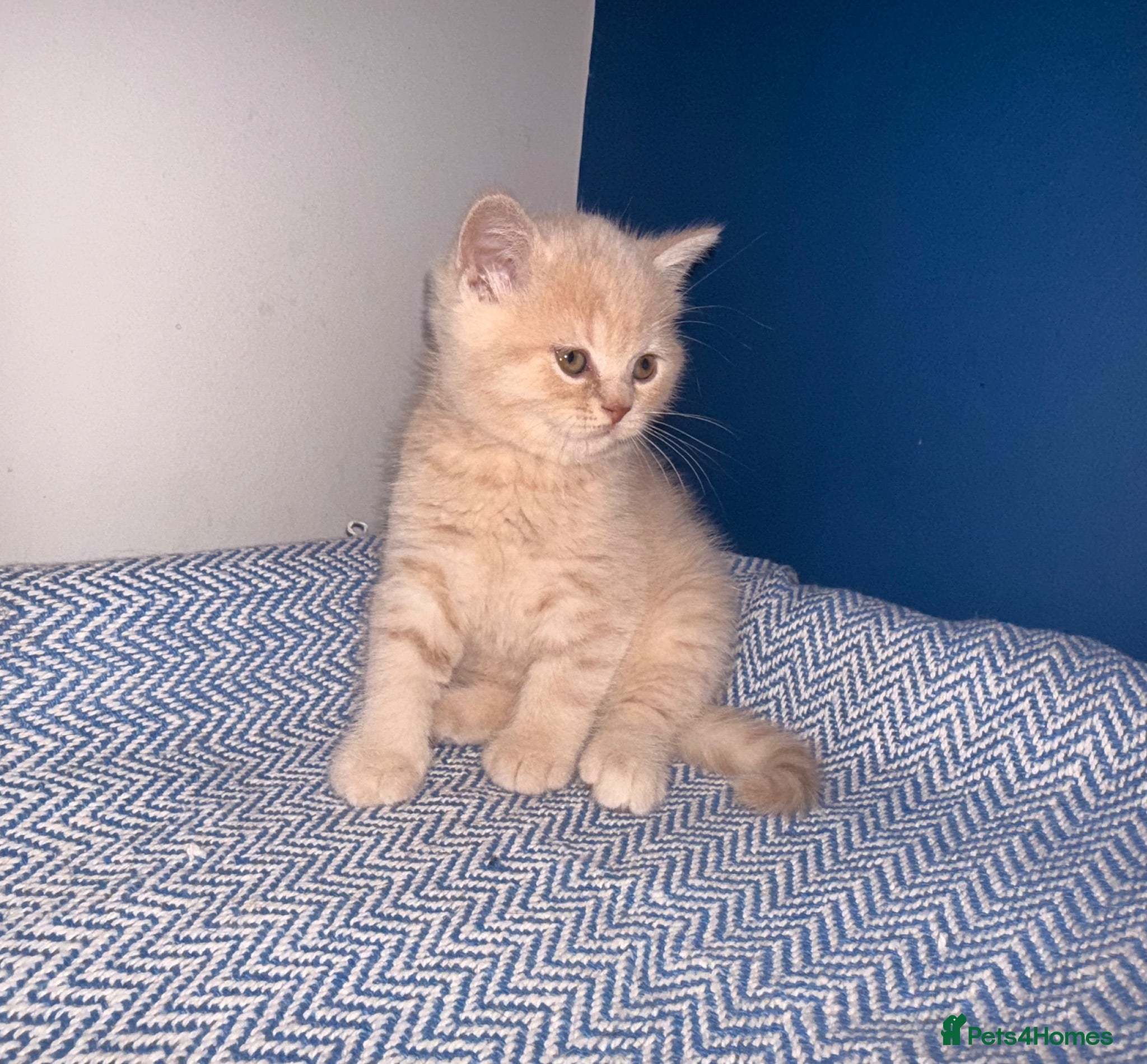 British Shorthair cats GCCF REGISTERED BRITISH SHORTHAIRS  - Advert 2