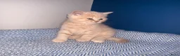 British Shorthair cats for sale: GCCF REGISTERED BRITISH SHORTHAIRS  - Advert 3