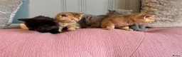 British Shorthair cats for sale: Gorgeous friendly GCCF BSH Kittens - Advert 7