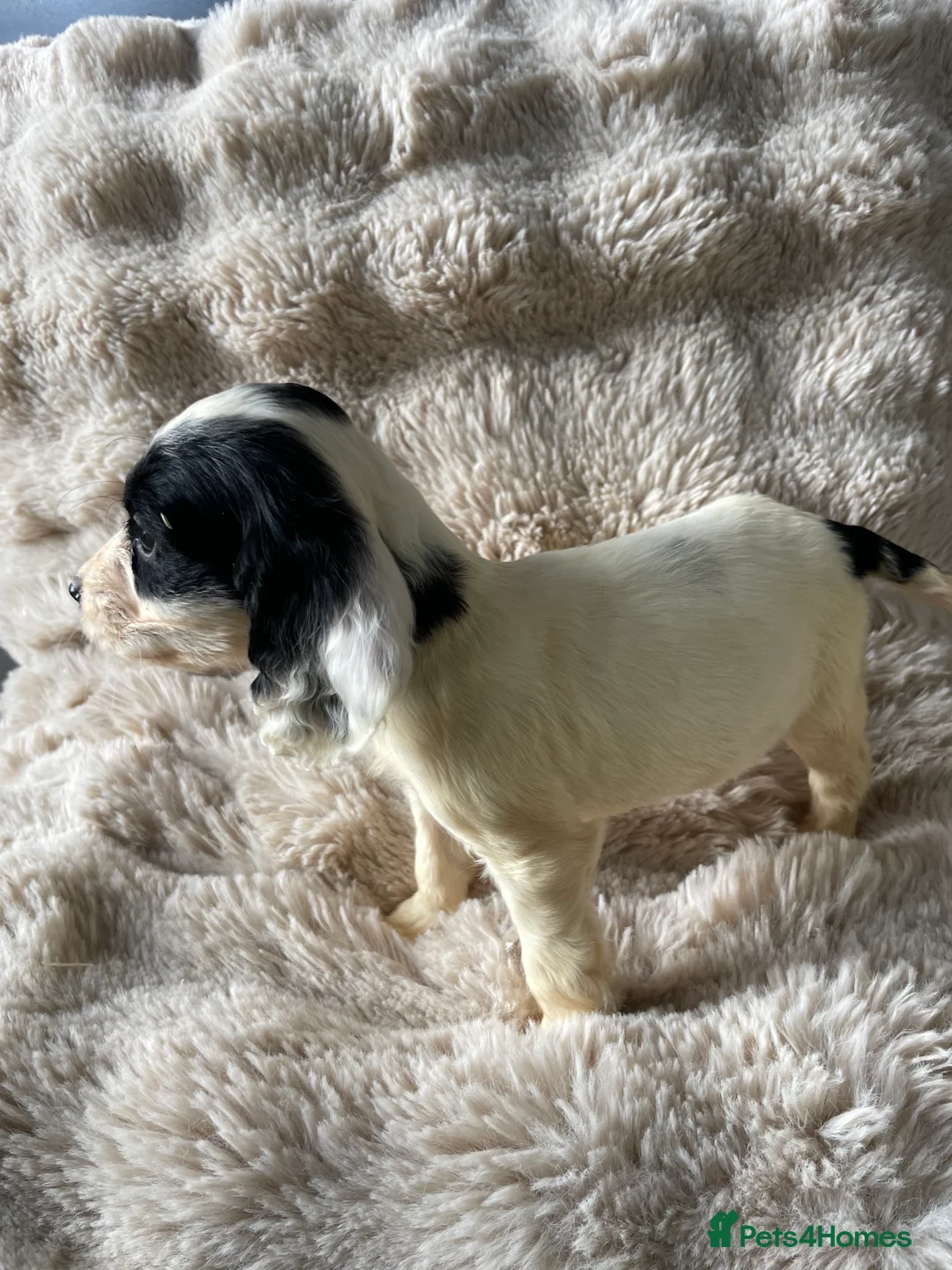 Cocker Spaniel dogs for sale: Working cocker spaniels  - Advert 16