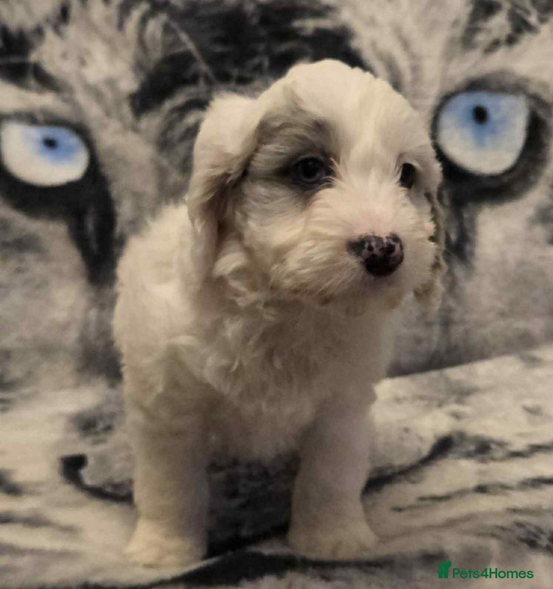 Cockapoo dogs for sale: F1 Merle cockerpoo  - Advert 4