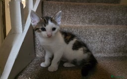 Mixed Breed cats for sale: 3 beautiful and playful kittens - Image 3