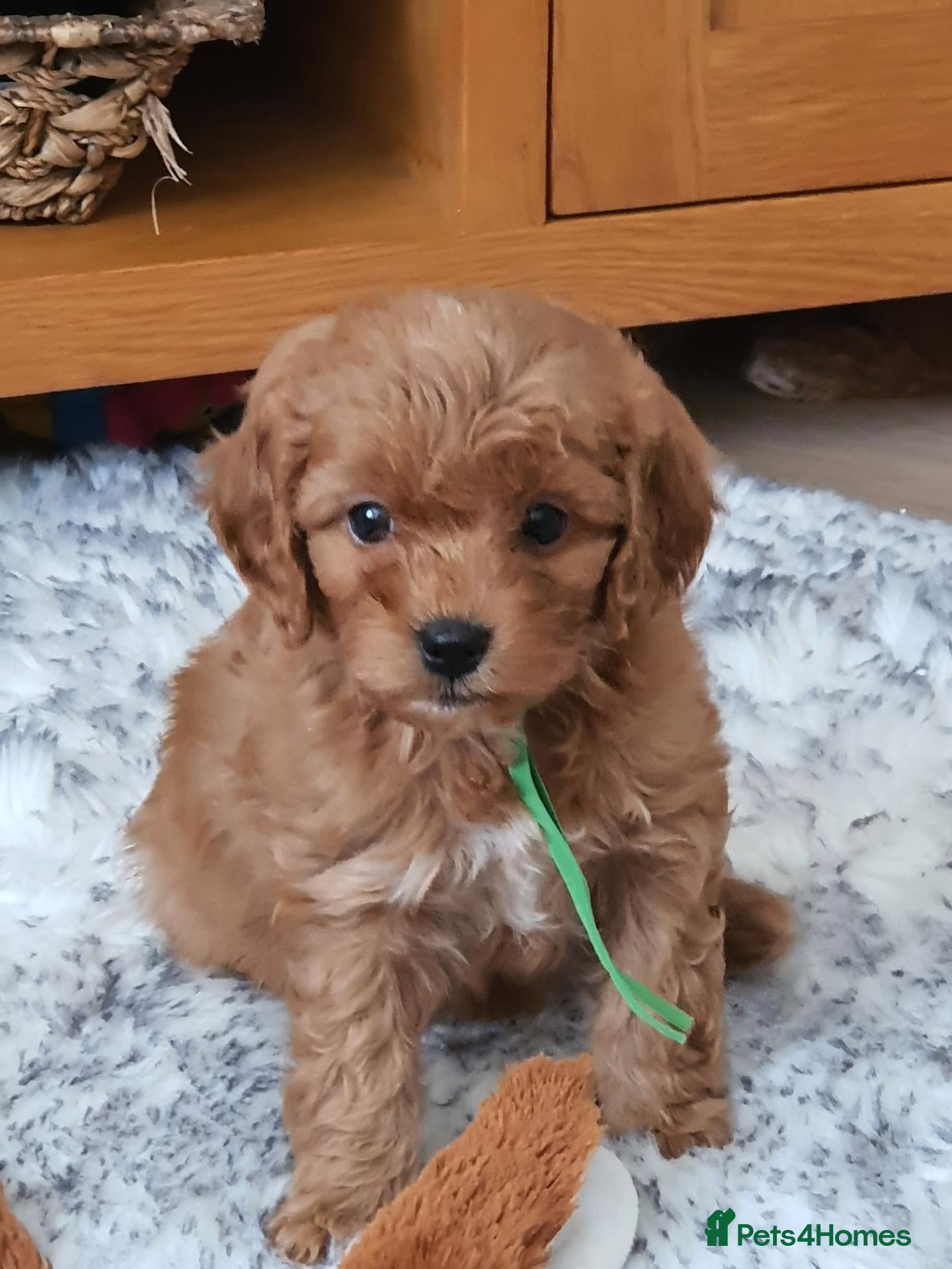 Cavapoochon dogs Small Cavapoochon red puppies - Advert 2