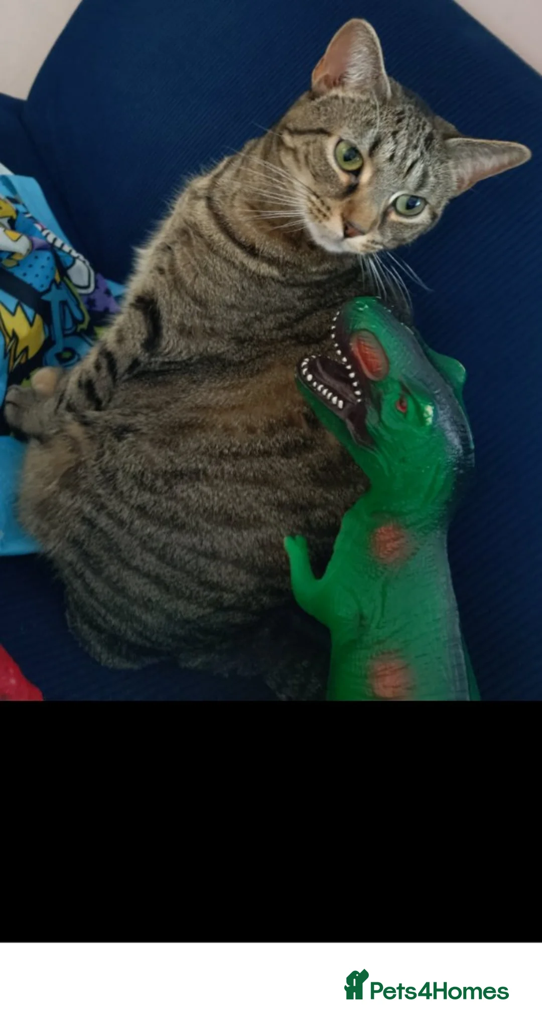 Domestic Shorthair cats for sale: Karen - Advert 1