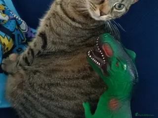 Domestic Shorthair cats Karen - Advert 2