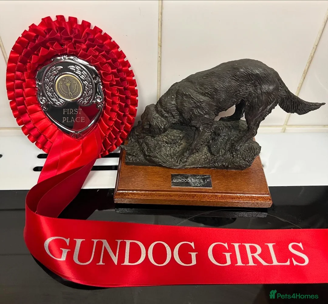 Cocker Spaniel dogs for stud: Cocker spaniel for stud extensively health tested  in Shrewsbury - Advert 27