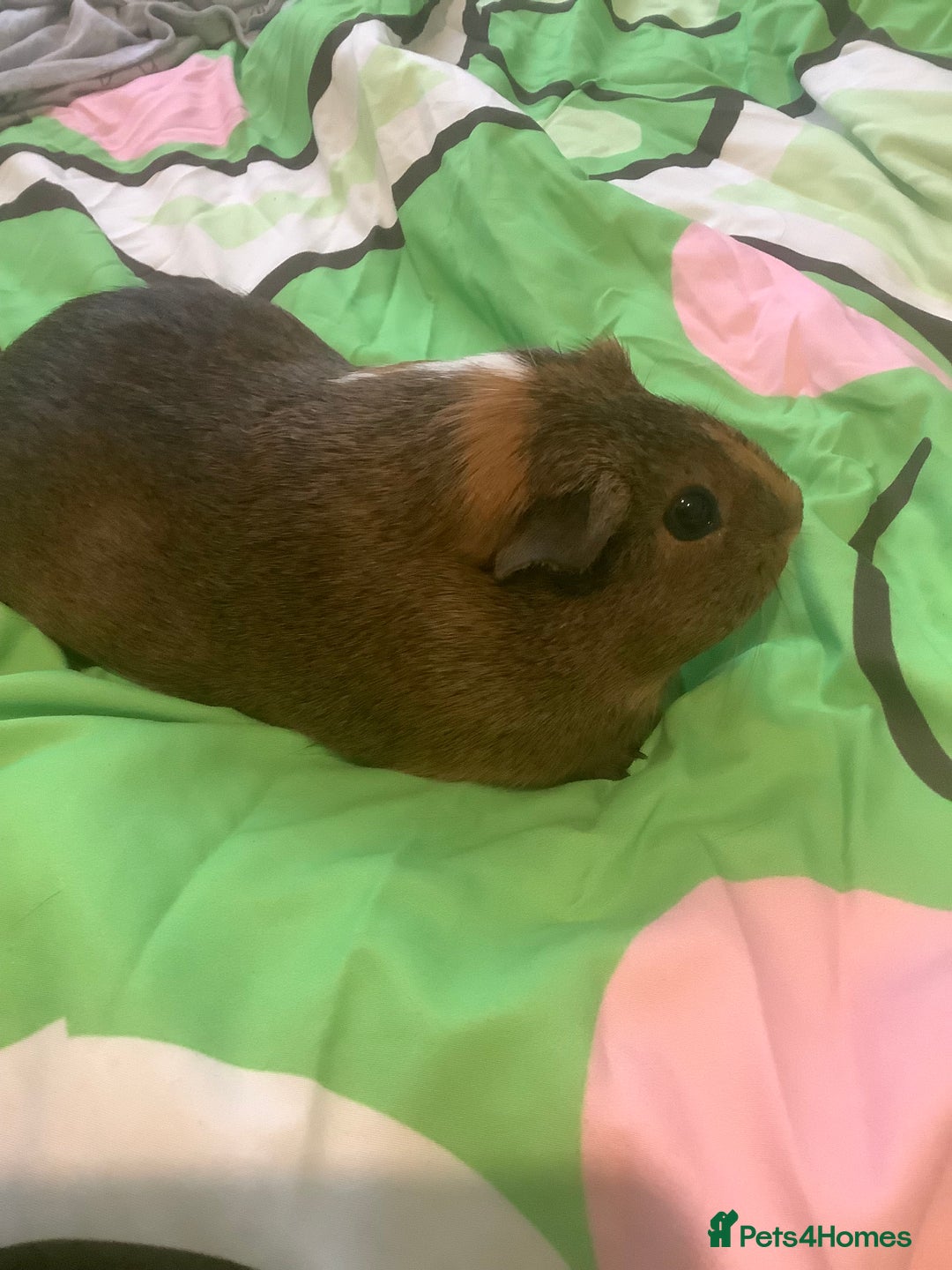 Guinea Pig rodents for sale: One female Guinea pig for sale - Image 9