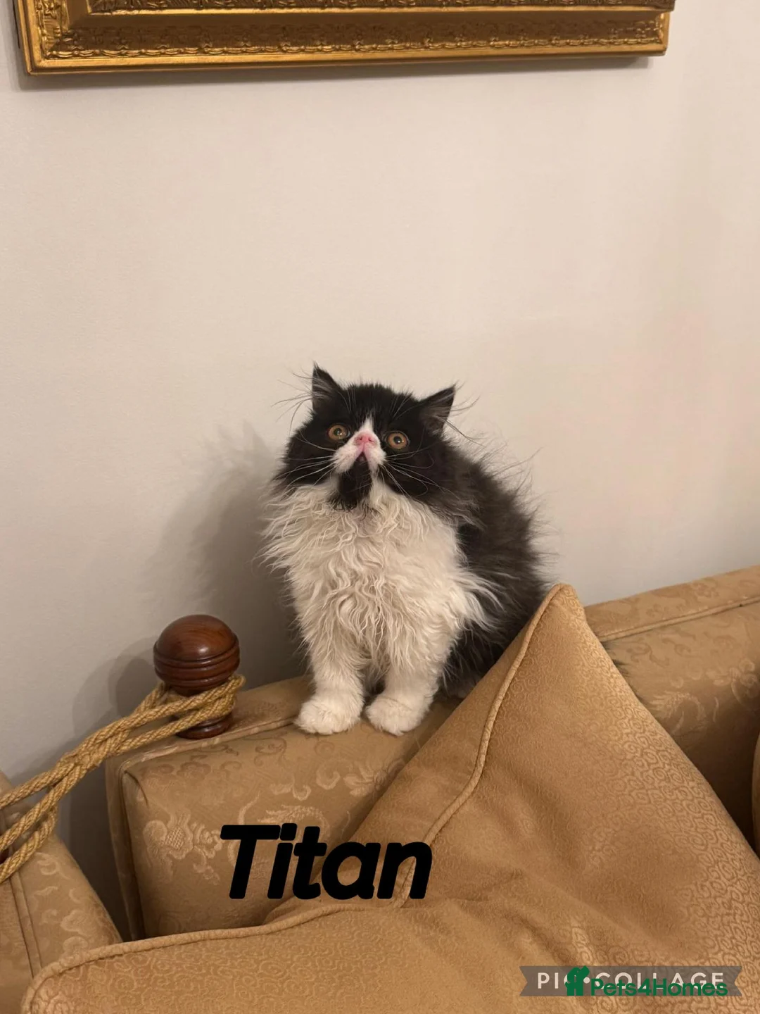 Persian cats for sale: PERSIAN KITTENS FOR SALE  - Advert 4