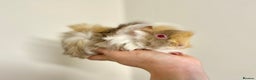 Guinea Pig rodents for sale: Long haired Guinea Pigs For Sale - Advert 15