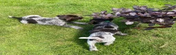 German Wirehaired Pointer dogs for sale: KC Registered German Wirehaired Pointer Puppies - Advert 9