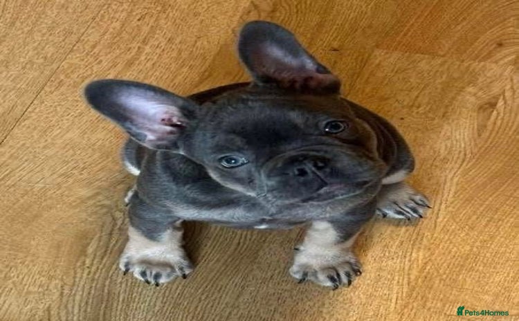 French Bulldog dogs - Advert 1