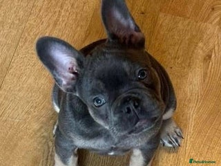 French Bulldog dogs - Advert 3