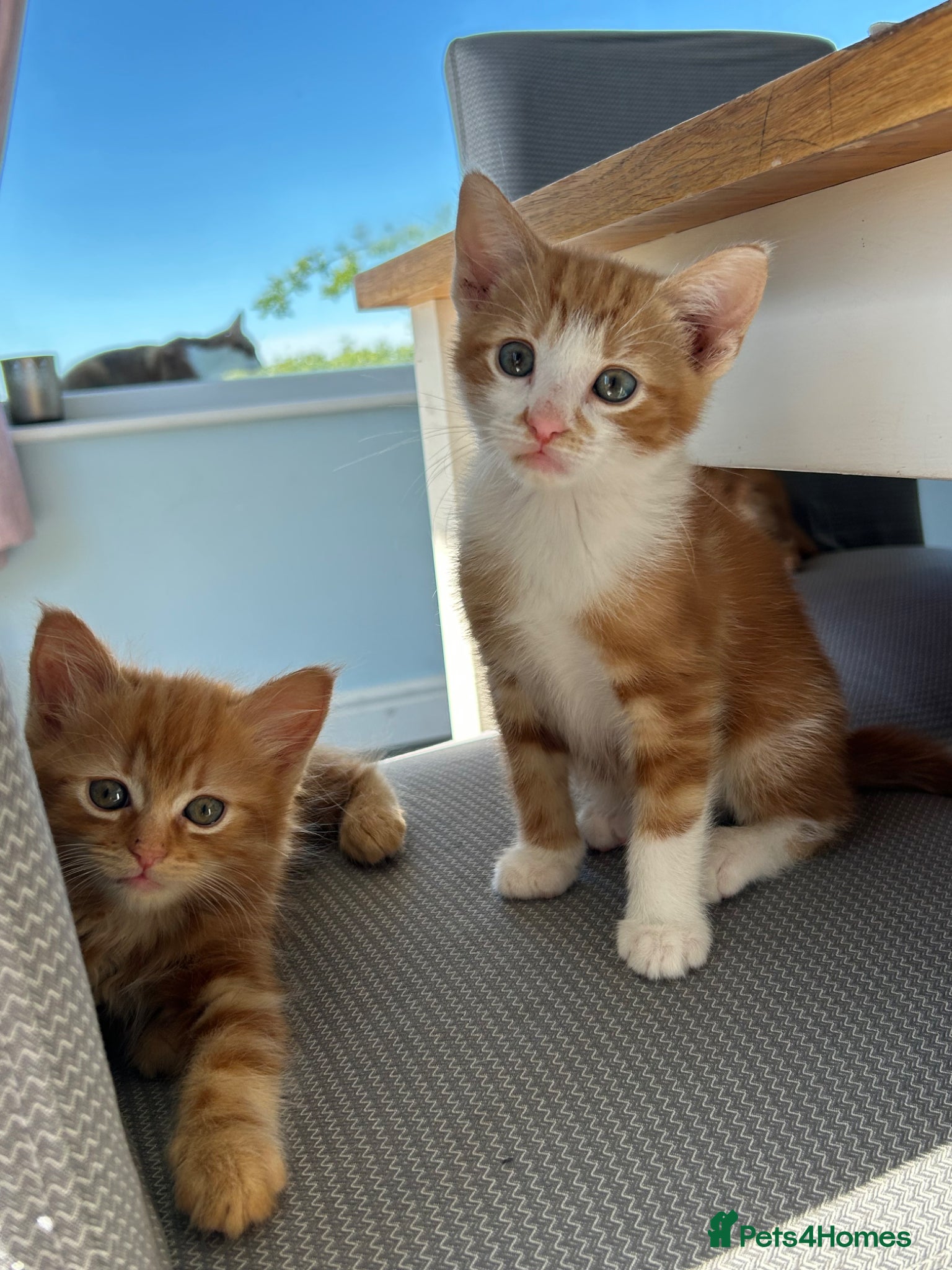 Mixed Breed cats 3 stunning ginger male kittens  - Advert 2
