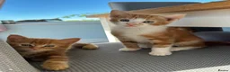 Mixed Breed cats for sale: 3 stunning ginger male kittens  in Carluke - Advert 1