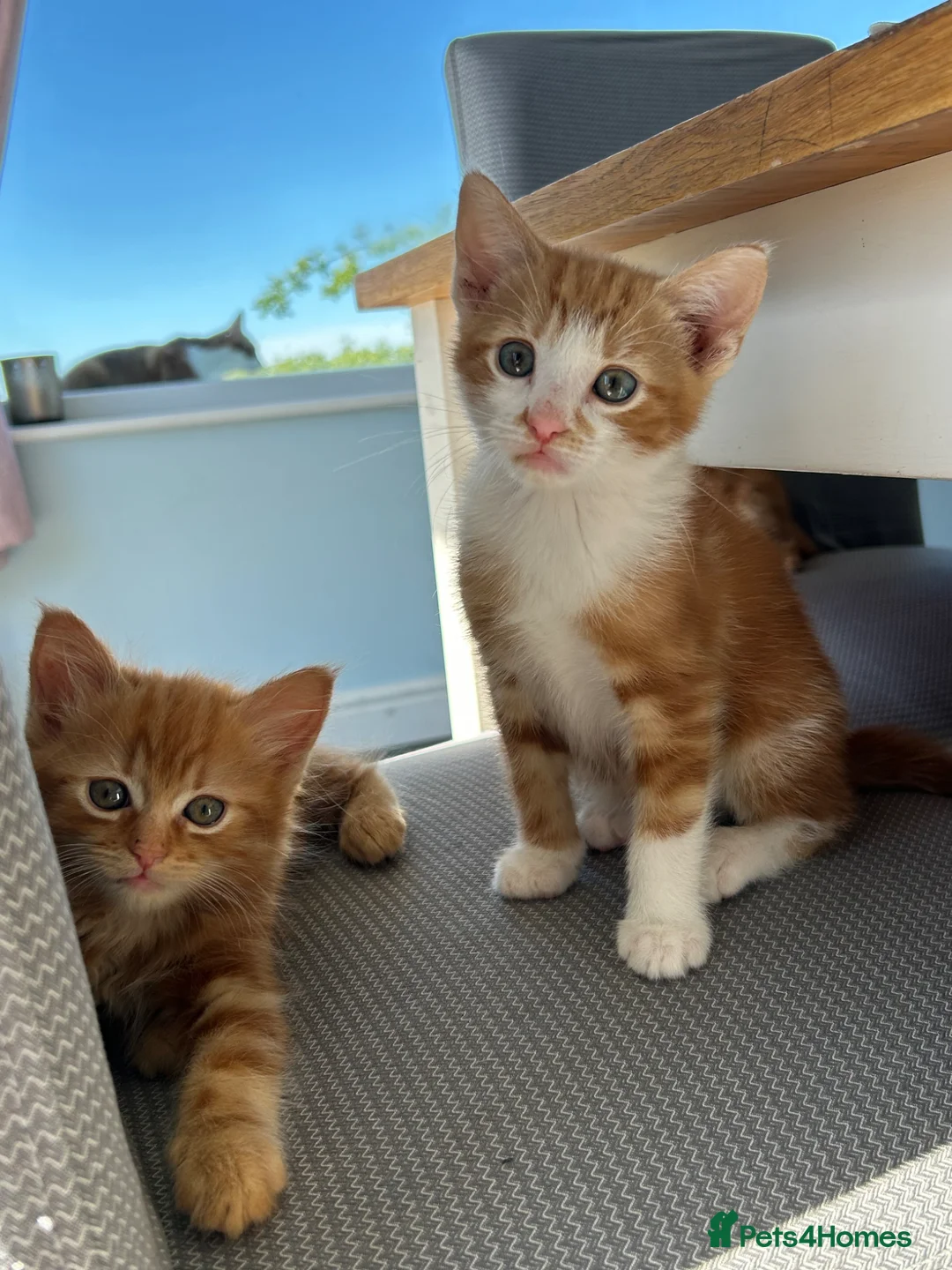 Mixed Breed cats for sale: 3 stunning ginger male kittens  in Carluke - Advert 1