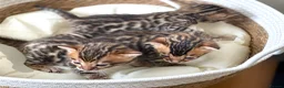 Bengal cats for sale: 2 Handsome Boys & 1 Pretty little Girl 💙💙🩷 - Advert 4