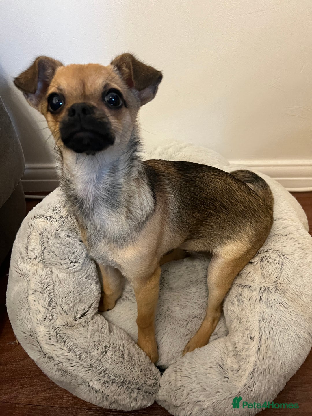 Chihuahua dogs for sale: Female Chihuahua - Image 2